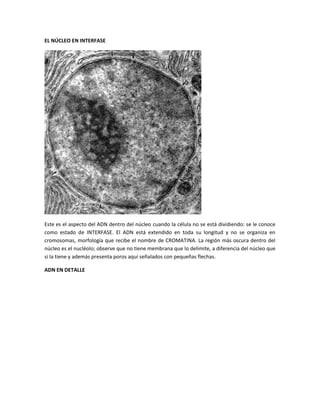 EL NÚCLEO EN INTERFASE
Este es el aspecto del ADN dentro del núcleo cuando la célula no se está dividiendo: se le conoce
como estado de INTERFASE. El ADN está extendido en toda su longitud y no se organiza en
cromosomas, morfología que recibe el nombre de CROMATINA. La región más oscura dentro del
núcleo es el nucléolo; observe que no tiene membrana que lo delimite, a diferencia del núcleo que
si la tiene y además presenta poros aquí señalados con pequeñas flechas.
ADN EN DETALLE
 