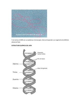 Y así vemos el ADN con un poderoso microscopio. Este corresponde a un segmento de ADN de
célula de frijol.
ESTRUCTURA QUÍMICA DEL ADN
 