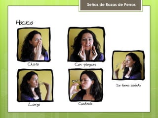 Señas de Razas de Perros
 