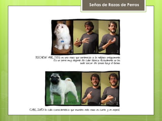 Señas de Razas de Perros
 