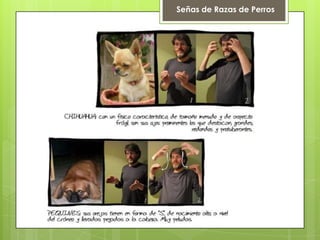 Señas de Razas de Perros
 
