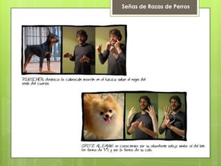Señas de Razas de Perros
 