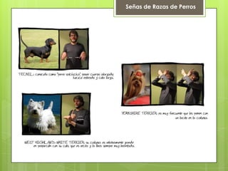 Señas de Razas de Perros
 