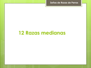 Señas de Razas de Perros
12 Razas medianas
 