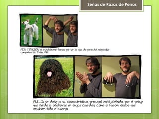 Señas de Razas de Perros
 