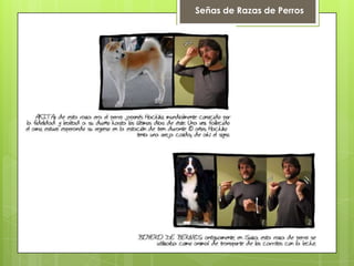 Señas de Razas de Perros
 