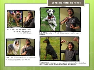 Señas de Razas de Perros
 