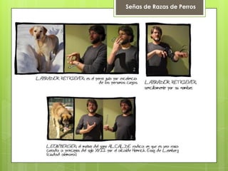 Señas de Razas de Perros
 