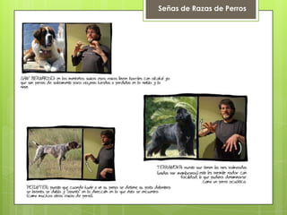 Señas de Razas de Perros
 