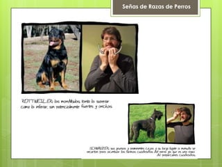 Señas de Razas de Perros
 