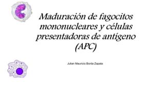 Maduración de fagocitos
mononucleares y células
presentadoras de antígeno
(APC)
Julian Mauricio Borda Zapata
 
