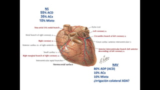 NAV
80%	ADP	(ACD)
10%	ACx
10%	Mixta
¿Irrigación	colateral	ADA?
NS
55%	ACD
35%	ACx
10%	Mixto
 
