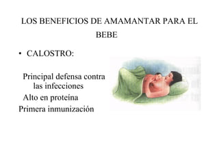LOS BENEFICIOS DE AMAMANTAR PARA EL BEBE   CALOSTRO: Principal defensa contra  las infecciones Alto en proteína Primera inmunización  