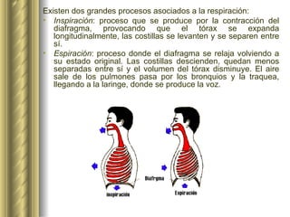 <ul><li>Existen dos grandes procesos asociados a la respiración: </li></ul><ul><li>Inspiración : proceso que se produce po...