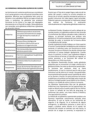 LAS HORMONAS: MENSAJERAS QUÍMICAS DEL CUERPO
Las hormonasson sustanciasquímicas que se producen
enel cuerpo gracias a unas estructuras conocidas como
glándulas. Mientras que las glándulas tales como las
salivares y las sudoríparas liberan sus jugos a través de
tubos o conductos, las glándulas que producen
hormonas no los tienen y sus jugos son segregados
directamente en el flujo de la sangre. Dichas glándulas
son conocidas corno glándulas endocrinas o glándulas
de secreción interna.
Puesto que el flujo de la sangre llega a cada una de las
partes del cuerpo y realiza un circuito completo en
menos de un minuto, aquellas mensajeras químicas se
pueden comunicar con cada órgano a gran velocidad.
Podemos apreciar y comprender el importante trabajo
que realizan las hormonas si analizamos
individualmenteseisimportantesglándulasendocrinas.
Endocrina:
Glándulaque produce secreciones
que pasan directamenteala sangre,
enlugar de hacerloa travésde un
conducto
Metabolismo:
Procesofísicoy biológicode
asimilaciónodestrucciónque se
produce enel organismovivo
Parathormona:
Hormonasproducidasporlas
glándulasparatiroides
Adrenalina:
Hormona segregadaporlasglándulas
suprarrenales
Pituitaria:
Glándulaendocrinasituadacercaal
cerebro
Vasopresina:
Grupo de hormonasliberadasporel
lóbuloinferiorde laglándulapituitaria
Las seisimportantes glándulasendocrinas
La GlándulaTiroides: Situadaenel cuello, debajo de las
cuerdasvocales,esla glándula endocrina más conocida
y la conforman dos lóbulos ubicados a lado y lado de la
tráquea. La principal hormona que produce esta
glándula es la tiroxina,componente que contiene gran
cantidad de yodo; la secreción de la tiroxina afecta
el metabolismo del cuerpo.
Cuando la glándula tiroides trabaja a un ritmo superior
al normal,lavelocidaddel metabolismoydel corazónse
aumenta, el individuo suda, con frecuencia se siente
nervioso,losojosse inflamanylos demás sistemas que
conforman el cuerpo trabajan rápidamente. Cuando
ocurre lo contrario, es decir, que la glándula trabaja a
un ritmoinferior al normal, el individuo se engorda, se
vuelve perezoso, y las funciones del cuerpo se
desarrollan a un ritmo muy lento.
Las Glándulas Paratiroides: Existen cuatro glándulas
pequeñas que se encuentran a lo largo y dentro de la
glándulatiroides,lascualesse denominan paratiroides.
La hormona que producen éstas se llama
parathormona, la cual es esencial para la vida ya que
controlael uso de calcio en el cuerpo. Una paratiroides
excesivamenteactivapuede causar la pérdida de calcio
en los dientes y huesos. En casos extremos los huesos
se debilitanyse quiebranconfacilidad,altosniveles de
calcioen lasangre pueden causar daños en los riñones,
conducir a un estado de coma e incluso a la muerte.
Las Glándulas Suprarrenales: Otro par de glándulas
endocrinas muy importantes son las suprarrenales, las
cualesse ubicanjuntoa la parte superior de los riñones
y tienen el tamaño de una bola de ping-pong. La
conforman dos partes: una masa interna o médula y
una capa externa o corteza.
La médula de las glándulas suprarrenales produce una
hormona importante comúnmente conocida como
adrenalina, la cual se siente en los momentos de
angustia o de disgusto. En el momento de alguna
emergencia, la adrenalina comienza a correr por la
sangre y produce varios efectos en el cuerpo: los
músculos del corazón se contraen con más fuerza, la
presión de la sangre se aumenta, la respiración se
INSTITUCION EDUCATIVA AGRICOLA ALEJANDRO
GOMEZ
TALLER DE LECTURA GRADO SEPTIMO
 