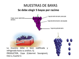 MUESTRAS DE BAYAS
Se debe elegir 5 bayas por racimo
La muestra debe ir bien codificada y
refrigerada hasta su análisis. Ej
PRODUCTOR, Cepa (Cabernet Sauvignon),
Clon x, Cuartel 2.
 