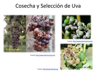 Cosecha y Selección de Uva
Fuente: http://www.vitivinicultura.net
Fuente: http://www.vitivinicultura.net
Botrytis cinerea
Oidio
Fuente: http://www.efa-dip.org
Golpe de sol
 