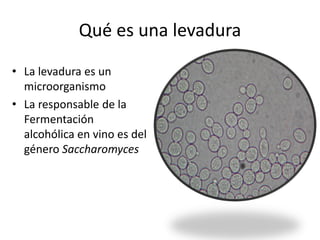 Qué es una levadura
• La levadura es un
microorganismo
• La responsable de la
Fermentación
alcohólica en vino es del
género Saccharomyces
 