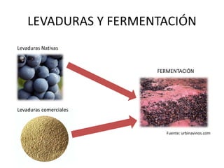 LEVADURAS Y FERMENTACIÓN
FERMENTACIÓN
Levaduras Nativas
Levaduras comerciales
Fuente: urbinavinos.com
 