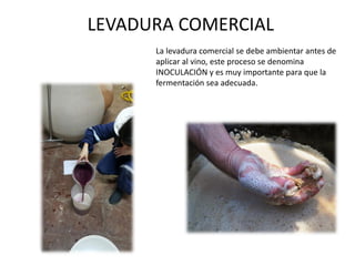 LEVADURA COMERCIAL
La levadura comercial se debe ambientar antes de
aplicar al vino, este proceso se denomina
INOCULACIÓN y es muy importante para que la
fermentación sea adecuada.
 