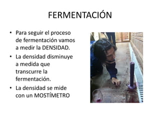 FERMENTACIÓN
• Para seguir el proceso
de fermentación vamos
a medir la DENSIDAD.
• La densidad disminuye
a medida que
transcurre la
fermentación.
• La densidad se mide
con un MOSTÍMETRO
 