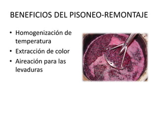 BENEFICIOS DEL PISONEO-REMONTAJE
• Homogenización de
temperatura
• Extracción de color
• Aireación para las
levaduras
 