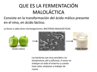QUE ES LA FERMENTACIÓN
MALOLÁCTICA
La llevan a cabo otros microorganismos: BACTERIAS MALOLÁCTICAS
Las bacterias son muy sensibles a la
temperatura, pH y sulfuroso. A veces no
trabajan en todo el invierno y cuando
hace calor, empiezan a trabajar de
nuevo.
Consiste en la transformación del ácido málico presente
en el vino, en ácido láctico.
Ácido málico Ácido láctico
 
