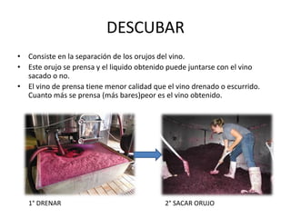 DESCUBAR
• Consiste en la separación de los orujos del vino.
• Este orujo se prensa y el liquido obtenido puede juntarse con el vino
sacado o no.
• El vino de prensa tiene menor calidad que el vino drenado o escurrido.
Cuanto más se prensa (más bares)peor es el vino obtenido.
1° DRENAR 2° SACAR ORUJO
 