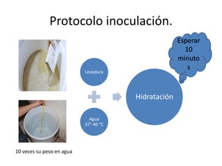 Protocolo inoculación.
Levadura
Agua
37°-40 °C
Hidratación
10 veces su peso en agua
Esperar
10
minuto
s
 