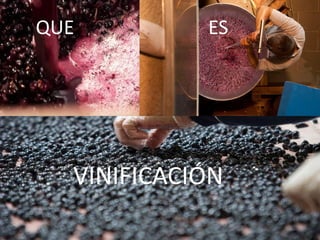 QUE ES
VINIFICACIÓN
 