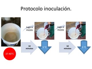 Protocolo inoculación.
Jugo o
mosto
Jugo o
mosto
10
minutos 5 °C
10
minutos 5 °C
37-40°C
 