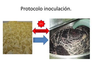 Protocolo inoculación.
Temperatura
5°C
 