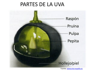 PARTES DE LA UVA
Fuente: www.vino-españa.es
 