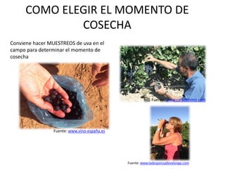COMO ELEGIR EL MOMENTO DE
COSECHA
Conviene hacer MUESTREOS de uva en el
campo para determinar el momento de
cosecha
Fuente: www.catadelvino.com
Fuente: www.vino-españa.es
Fuente: www.ladespensadevalonga.com
 