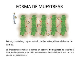 FORMA DE MUESTREAR
Zonas, cuarteles, cepas, estado de las viñas, clima y labores de
campo.
Es importante sectorizar el campo en sectores homogéneos de acuerdo al
vigor de las plantas y también, de acuerdo a la calidad particular de cada
uno de los subsectores.
 