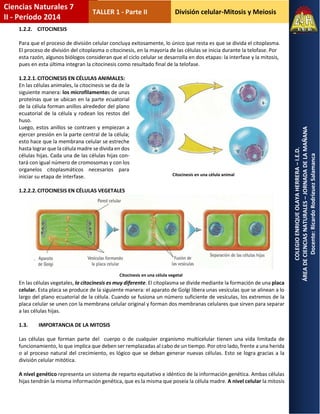 División celular-Mitosis y Meiosis
COLEGIOENRIQUEOLAYAHERRERA–I.E.D.
ÁREADECIENCIASNATURALES–JORNADADELAMAÑANA
Docente:RicardoRodríguezSalamanca
Ciencias Naturales 7
II - Período 2014
TALLER 1 - Parte II
1.2.2. CITOCINESIS
Para que el proceso de división celular concluya exitosamente, lo único que resta es que se divida el citoplasma.
El proceso de división del citoplasma o citocinesis, en la mayoría de las células se inicia durante la telofase. Por
esta razón, algunos biólogos consideran que el ciclo celular se desarrolla en dos etapas: la interfase y la mitosis,
pues en esta última integran la citocinesis como resultado final de la telofase.
1.2.2.1.CITOCINESIS EN CÉLULAS ANIMALES:
En las células animales, la citocinesis se da de la
siguiente manera: los microfilamentos de unas
proteínas que se ubican en la parte ecuatorial
de la célula forman anillos alrededor del plano
ecuatorial de la célula y rodean los restos del
huso.
Luego, estos anillos se contraen y empiezan a
ejercer presión en la parte central de la célula;
esto hace que la membrana celular se estreche
hasta lograr que la célula madre se divida en dos
células hijas. Cada una de las células hijas con-
tará con igual número de cromosomas y con los
organelos citoplasmáticos necesarios para
iniciar su etapa de interfase.
1.2.2.2.CITOCINESIS EN CÉLULAS VEGETALES
En las células vegetales, la citocinesis es muy diferente. El citoplasma se divide mediante la formación de una placa
celular. Esta placa se produce de la siguiente manera: el aparato de Golgi libera unas vesículas que se alinean a lo
largo del plano ecuatorial de la célula. Cuando se fusiona un número suficiente de vesículas, los extremos de la
placa celular se unen con la membrana celular original y forman dos membranas celulares que sirven para separar
a las células hijas.
1.3. IMPORTANCIA DE LA MITOSIS
Las células que forman parte del cuerpo o de cualquier organismo multicelular tienen una vida limitada de
funcionamiento, lo que implica que deben ser remplazadas al cabo de un tiempo. Por otro lado, frente a una herida
o al proceso natural del crecimiento, es lógico que se deban generar nuevas células. Esto se logra gracias a la
división celular mitótica.
A nivel genético representa un sistema de reparto equitativo e idéntico de la información genética. Ambas células
hijas tendrán la misma información genética, que es la misma que poseía la célula madre. A nivel celular la mitosis
Citocinesis en una célula animal
Citocinesis en una célula vegetal
 