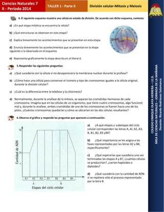 División celular-Mitosis y Meiosis
COLEGIOENRIQUEOLAYAHERRERA–I.E.D.
ÁREADECIENCIASNATURALES–JORNADADELAMAÑANA
Docente:RicardoRodríguezSalamanca
Ciencias Naturales 7
II - Período 2014
TALLER 1 - Parte II
4. El siguiente esquema muestra una célula en estado de división. De acuerdo con dicho esquema, contesta:
a) ¿En qué etapa mitótica se encuentra la célula?
b) ¿Qué estructuras se observan en esta etapa?
c) Explica brevemente los acontecimientos que se presentan en esta etapa.
d) Enuncia brevemente los acontecimientos que se presentan en la etapa
siguiente a la observada en el esquema.
e) Representa gráficamente la etapa descrita en el literal d.
5.Responder las siguientes preguntas:
a) ¿Qué sucedería con la célula si no desapareciera la membrana nuclear durante la profase?
b) ¿Cómo hace una célula para conservar el número y tipo de cromosomas iguales a la célula original,
durante la división celular?
c) ¿Cuál es la diferencia entre la telofase y la citocinesis?
d) Normalmente, durante la anafase de la mitosis, se separan las cromátidas hermanas de cada
cromosoma. Imagina que en las células de un organismo, que tiene cuatro cromosomas, algo funcionó
mal y, durante la anafase, ambas cromátidas de uno de los cromosomas se fueron hacia uno de los
polos. ¿Cuántos cromosomas quedarían y cómo se ubicarían en las dos células resultantes?
6.Observa el gráfico y responde las preguntas que aparecen a continuación.
a) ¿A qué etapas y subetapas del ciclo
celular corresponden las letras A, Al, A2, A3,
B, B1, B2, B3 yB4?
b) ¿Qué importancia se les asigna a las
fases representadas por las letras A2 y B4,
específicamente?
c) ¿Qué esperarías que sucediera una vez
terminadas las etapas A y B?, ¿cuántas células
se producirían?, ¿serían haploides o
díploides?
d) ¿Qué sucedería con la cantidad de ADN
sí se repitiera sólo el proceso representado
por la letra B
 