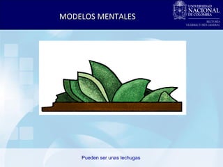 Pueden ser unas lechugas  MODELOS MENTALES 