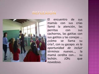 El encuentro de sus
mamás con sus crías
llamó la atención, las
perritas       con      sus
cachorros, las gatitas con
sus gatitos y las conejas …
¿cómo se llama su
cría?, con su gazapo. es la
oportunidad de incluir
términos nuevos…, la
mamá cerdita con… su
lechón.      ¡Oh¡       que
novedoso.
 