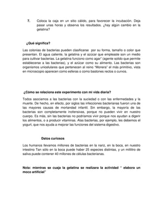 7. Coloca la caja en un sitio cálido, para favorecer la incubación. Deja
pasar unas horas y observa los resultados. ¿hay algún cambio en la
gelatina?
¿Qué significa?
Las colonias de bacterias pueden clasificarse por su forma, tamaño o color que
presentan. El agua caliente, la gelatina y el azúcar que empleaste son un medio
para cultivar bacterias. La gelatina funciono como agar” (agente solido que permite
establecerse a las bacterias), y el azúcar como su alimento. Las bacterias son
organismos unicelulares que pertenecen al reino “Monera” el más primitivo, vista
en microscopio aparecen como esferas o como bastones rectos o curvos.
¿Cómo se relaciona este experimento con mi vida diaria?
Todos asociamos a las bacterias con la suciedad o con las enfermedades y la
muerte. De hecho, en efecto, por siglos las infecciones bacterianas fueron una de
las mayores causas de mortandad infantil. Sin embargo, la mayoría de las
bacterias son completamente inofensivas, porque no pueden vivir en nuestro
cuerpo. Es más, sin las bacterias no podríamos vivir porque nos ayudan a digerir
los alimentos, o a producir vitaminas. Alas bacterias, por ejemplo, les debemos el
yogurt, que nos ayuda a mejorar las funciones del sistema digestivo.
Datos curiosos
Los humanos llevamos millones de bacterias en la nariz, en la boca, en nuestro
intestino Tan sólo en la boca puede haber 25 especies distintas, y un mililitro de
saliva puede contener 40 millones de células bacterianas.
Nota: mientras se cuaja la gelatina se realizara la actividad “ elabora un
moco artificial”
 