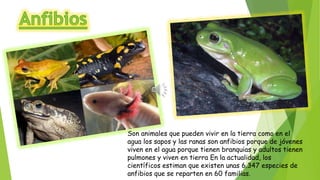 Son animales que pueden vivir en la tierra como en el
agua los sapos y las ranas son anfibios porque de jóvenes
viven en el agua porque tienen branquias y adultos tienen
pulmones y viven en tierra En la actualidad, los
científicos estiman que existen unas 6.347 especies de
anfibios que se reparten en 60 familias.
 