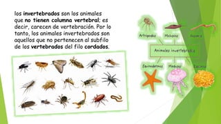 los invertebrados son los animales
que no tienen columna vertebral; es
decir, carecen de vertebración. Por lo
tanto, los animales invertebrados son
aquellos que no pertenecen al subfilo
de los vertebrados del filo cordados.
 