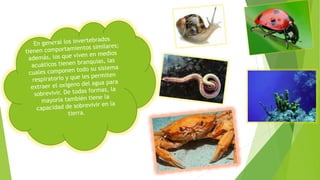 Taller para quinto grado