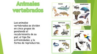Los animales
vertebrados se dividen
en cinco grupos de
pendiendo el
recubrimiento de su
piel, el tipo De
extremidades, y la
forma de reproducirse.
 