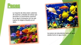 La mayoría de ellos están cubiertos
de escamas y dotados de aletas que
permiten su movimiento continuo
en el agua y branquias con las que
captan el oxigeno disuelto en el
agua.
Los peces son abundantes tanto en agua
salada Como en agua dulce,
 