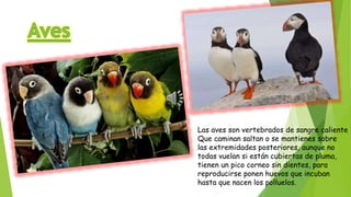Las aves son vertebrados de sangre caliente
Que caminan saltan o se mantienes sobre
las extremidades posteriores, aunque no
todas vuelan si están cubiertas de pluma,
tienen un pico corneo sin dientes, para
reproducirse ponen huevos que incuban
hasta que nacen los polluelos.
 