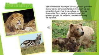 Son vertebrados de sangre caliente, poseen glándulas
Mamarias que son productoras de leche con las que
alimentan A sus crías, la mayoría de los fetos se
desarrollan En el vientre. se clasifican en dos
grandes grupos: los vivíparos, los ornitorrincos y
los equidnas.
 