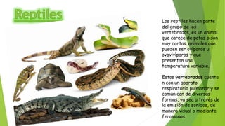 Los reptiles hacen parte
del grupo de los
vertebrados, es un animal
que carece de patas o son
muy cortas. animales que
pueden ser ovíparos u
ovovivíparos y que
presentan una
temperatura variable.
Estos vertebrados cuenta
n con un aparato
respiratorio pulmonar y se
comunican de diversas
formas, ya sea a través de
la emisión de sonidos, de
manera visual o mediante
feromonas.
 