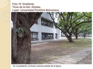 Foto 19: Gradiente. 
Título de la foto: Árboles. 
Lugar: Universidad Pontificia Bolivariana. 
En el gradiente, el fondo continúa detrás de la figura. 
