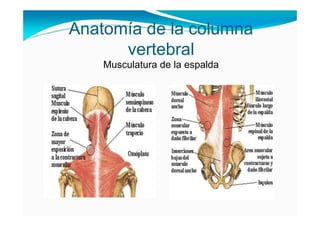 Anatomía de la columna
      vertebral
    Musculatura de la espalda
 